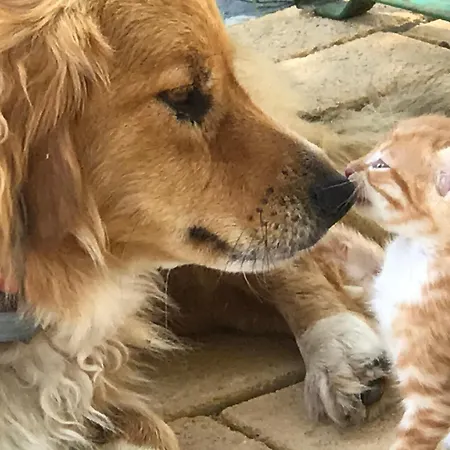 Отель Sevasti 4*